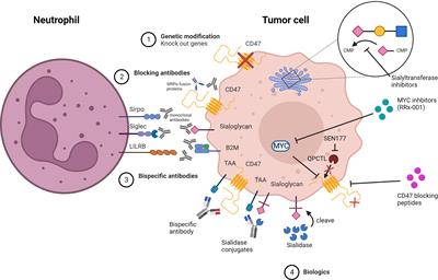 Corrigendum: Targeting myeloid checkpoint molecules in combination with antibody therapy: A novel anti-cancer strategy with IgA antibodies?